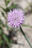 Allium carolinianum