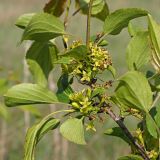 Rhamnus cathartica. Часть ветви с листьями и соцветиями. Ульяновская обл., Мелекесский р-н, окр. с. Щербаковка, долина р. Бол. Авраль, луг в понижении рельефа, выходящая к реке ложбина. 13.05.2023.