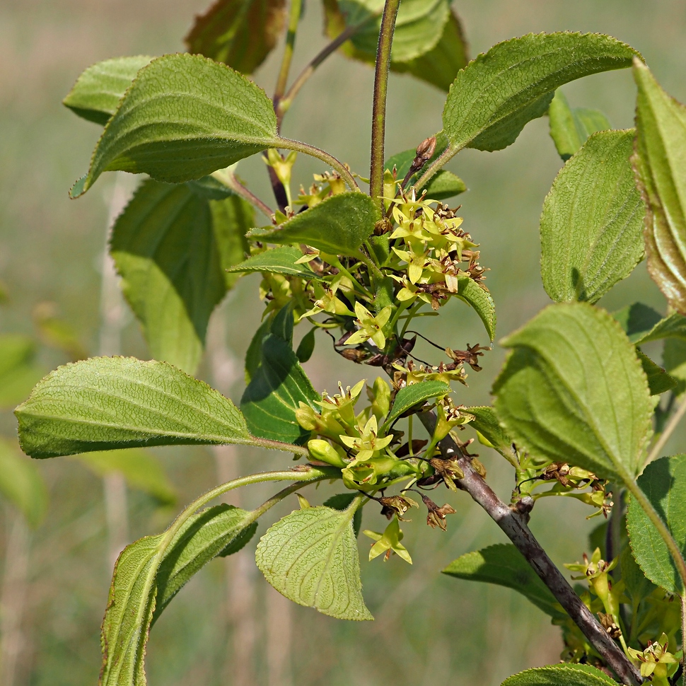Изображение особи Rhamnus cathartica.