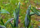 Polygonatum multiflorum