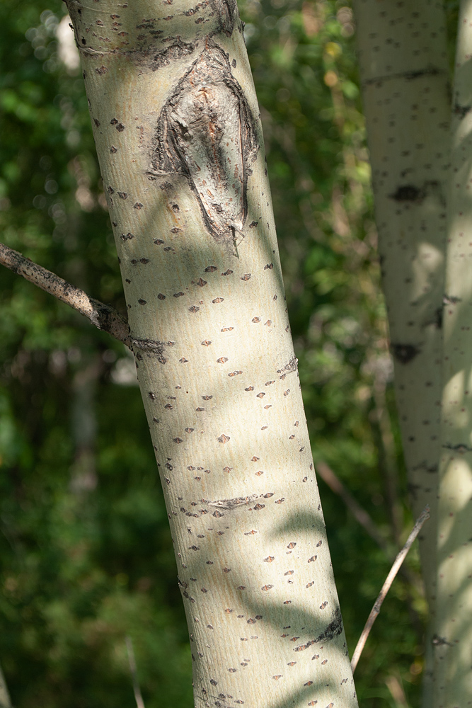 Image of Salix viminalis specimen.