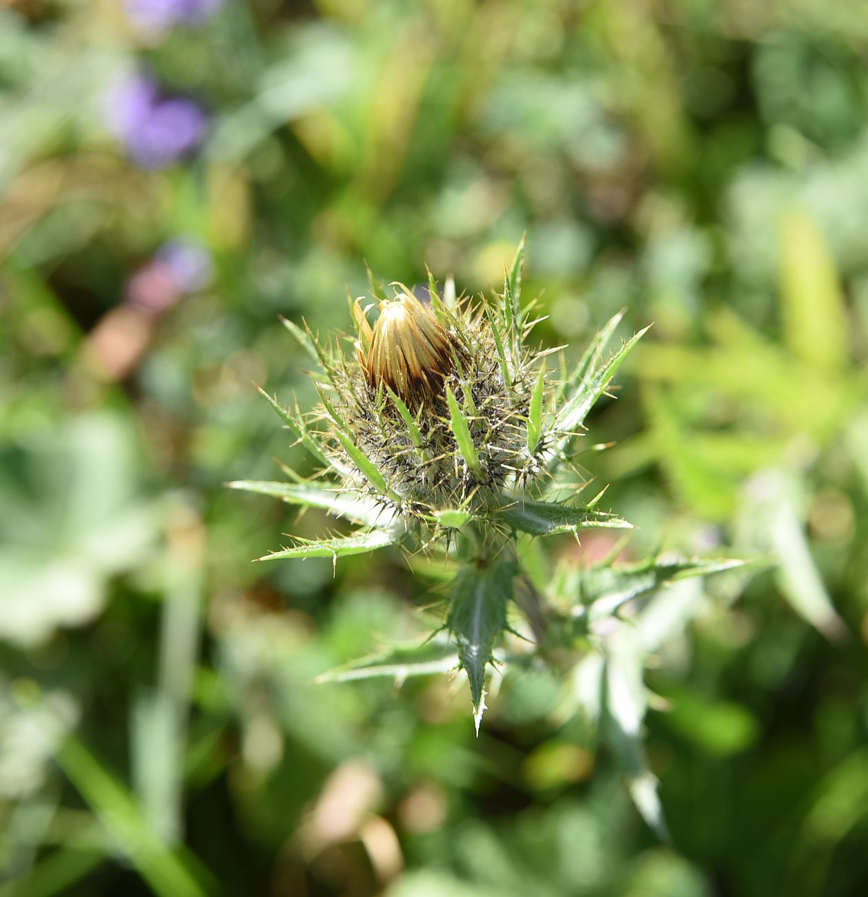 Изображение особи Carlina biebersteinii.