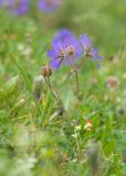 Geranium gymnocaulon. Верхушка цветущего и плодоносящего растения. Карачаево-Черкесия, Урупский р-н, хр. Загедан, склон горы Загедан Скала, ≈ 2500 м н.у.м., альпийский луг. 10.08.2023.