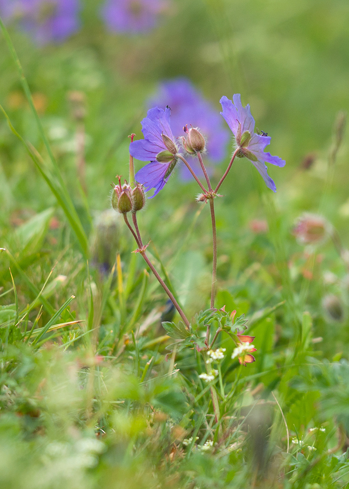 Изображение особи Geranium gymnocaulon.