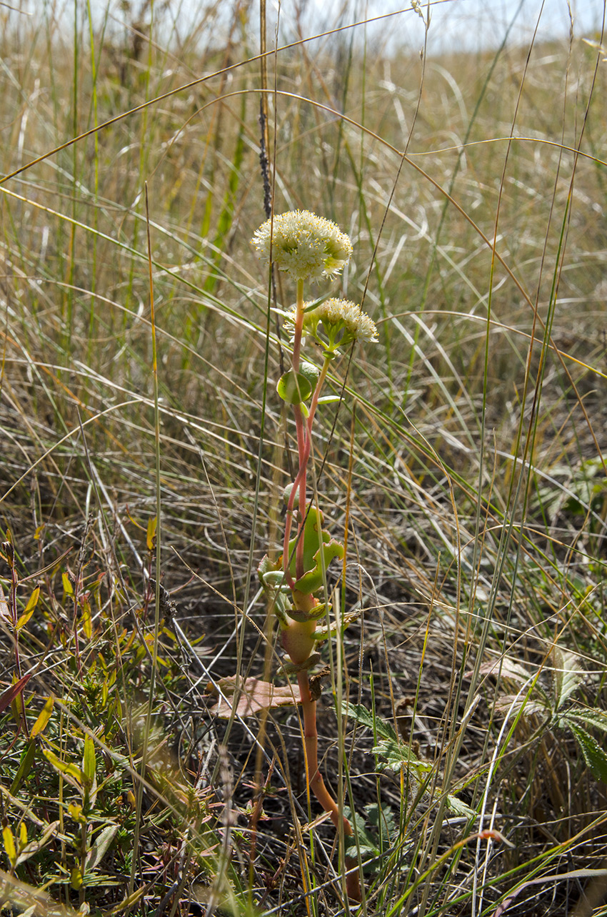 Изображение особи Hylotelephium stepposum.