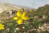 Anemone petiolulosa