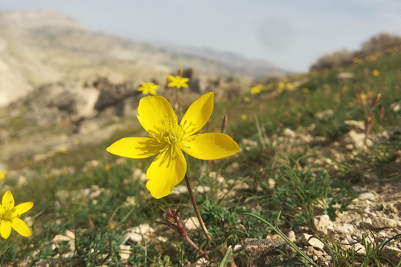 Изображение особи Anemone petiolulosa.