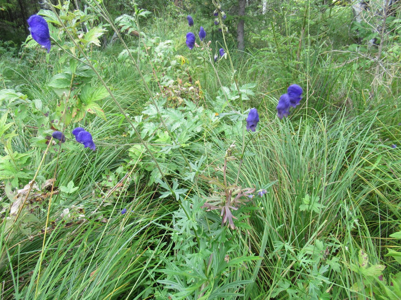 Image of Aconitum baicalense specimen.