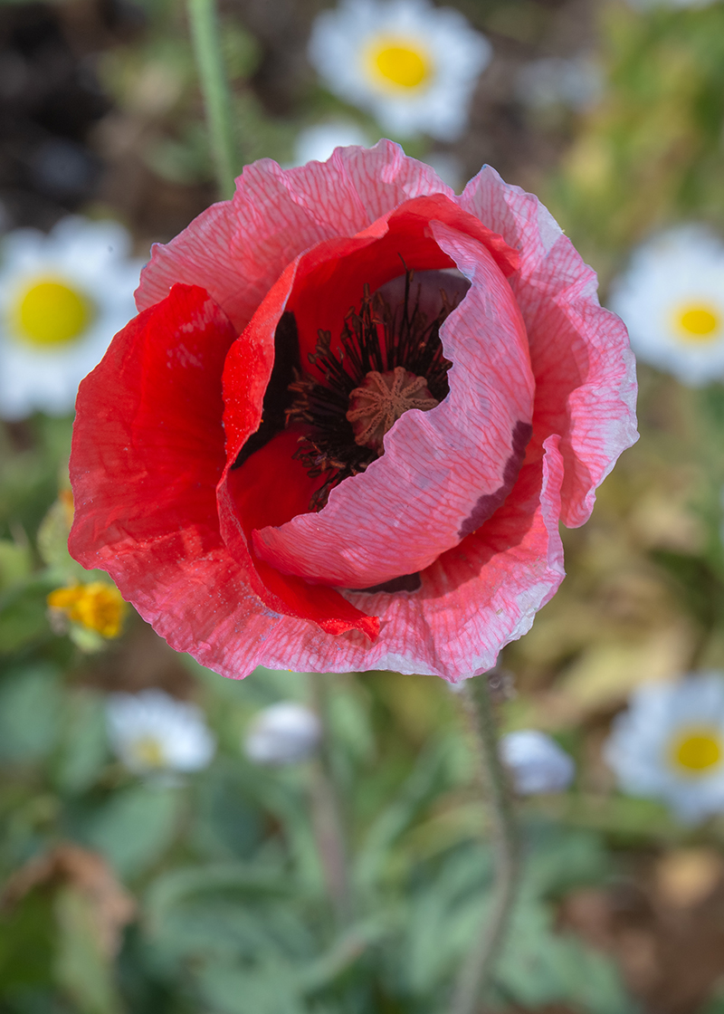 Изображение особи Papaver umbonatum.