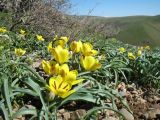 Tulipa lemmersii. Цветущие растения. Южный Казахстан, Зап. Тянь-Шань, зап. оконечность Таласского Алатау, каньон Машат, полочка на скале южной экспозиции. 31 марта 2024 г.