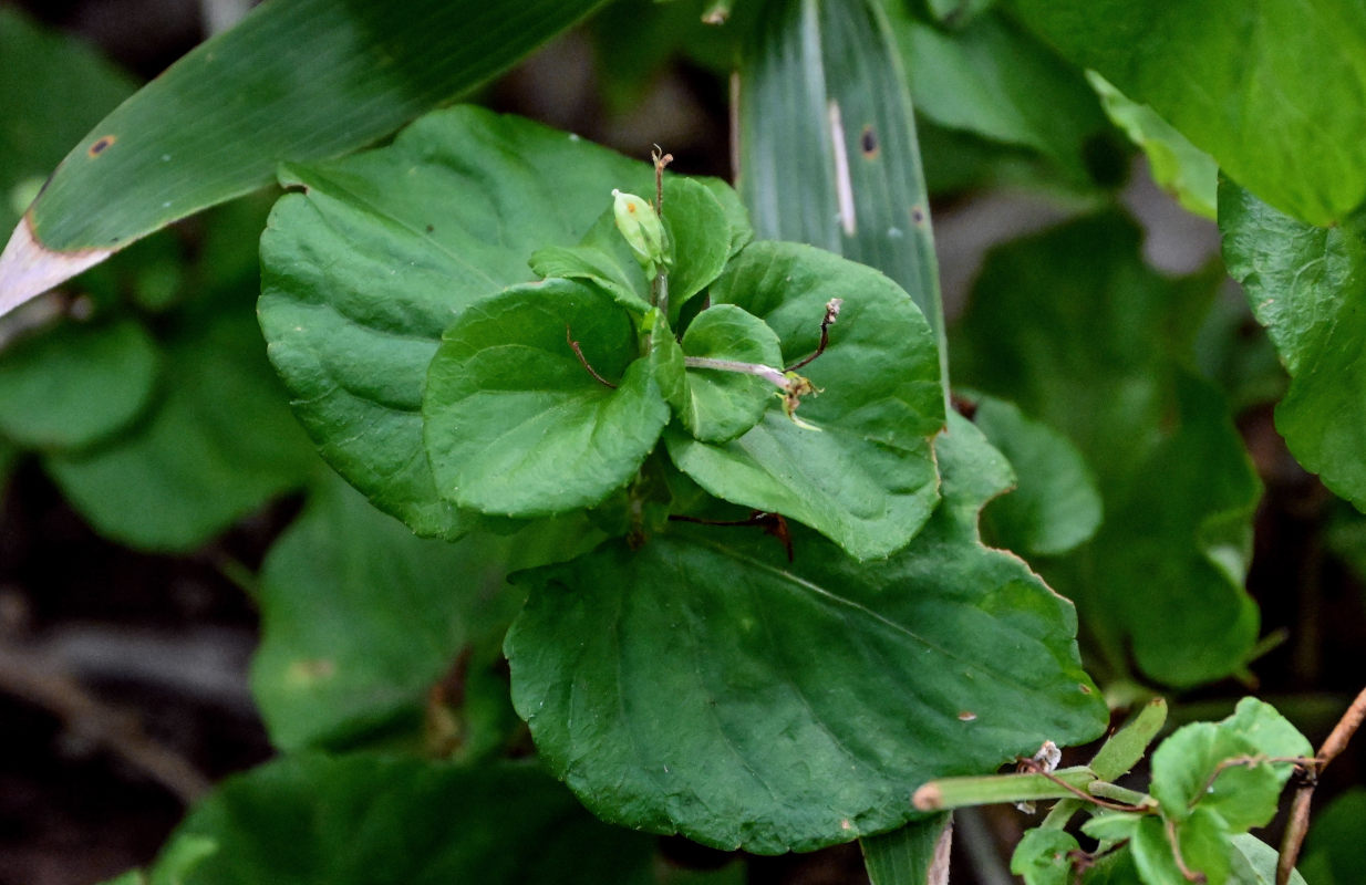 Image of Viola acuminata specimen.