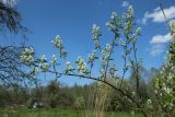 Amelanchier spicata. Боковая (необычно отклонившаяся) цветущая ветвь. Беларусь, Витебская обл., пос. Езерище, частная усадьба, посадки фруктовых деревьев на краю огорода. 30.04.2024.