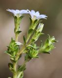 Gentiana squarrosa