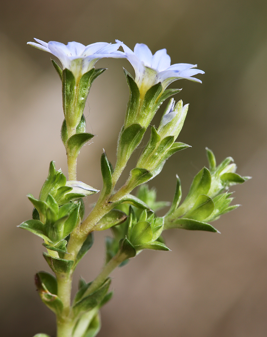 Image of Gentiana squarrosa specimen.
