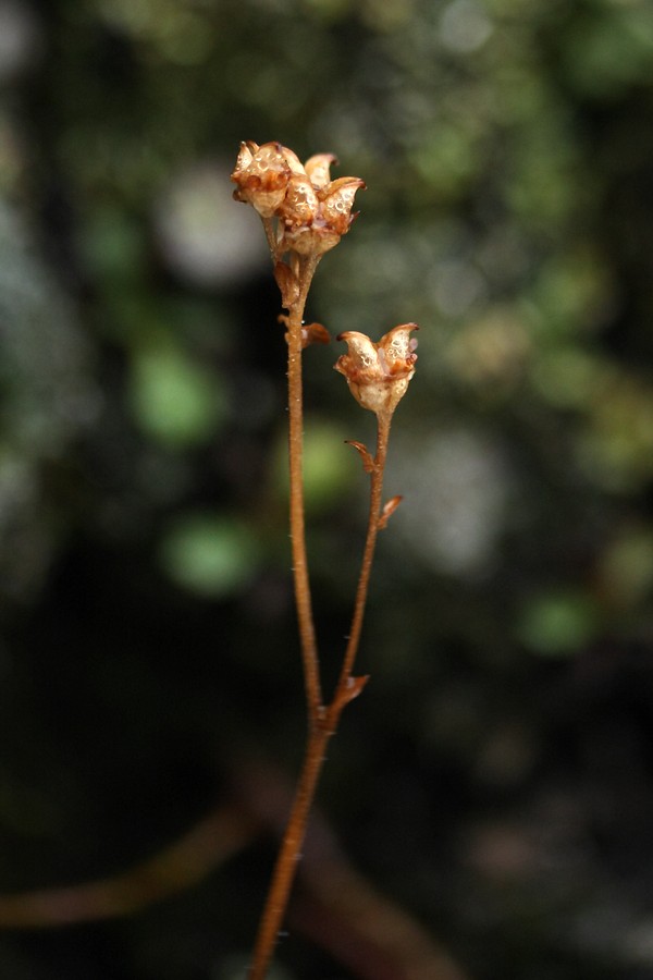 Image of Micranthes tenuis specimen.