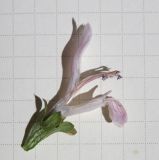 Image of taxon representative. Author is Александр Фатерыга