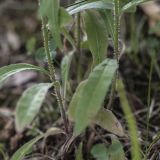 Picris japonica