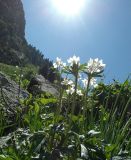 Anemonastrum protractum