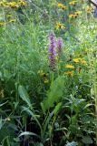 Gymnadenia conopsea. Цветущие растения в сообществе с Taraxacum и Inula salicina. Ленинградская обл., Ломоносовский р-н, окр. дер. Мал. Забородье, край сырой разнотравной луговины. 17.07.2024.