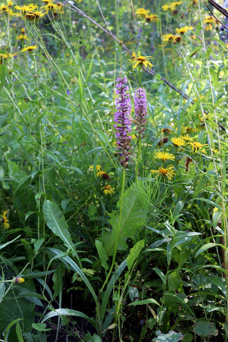 Изображение особи Gymnadenia conopsea.