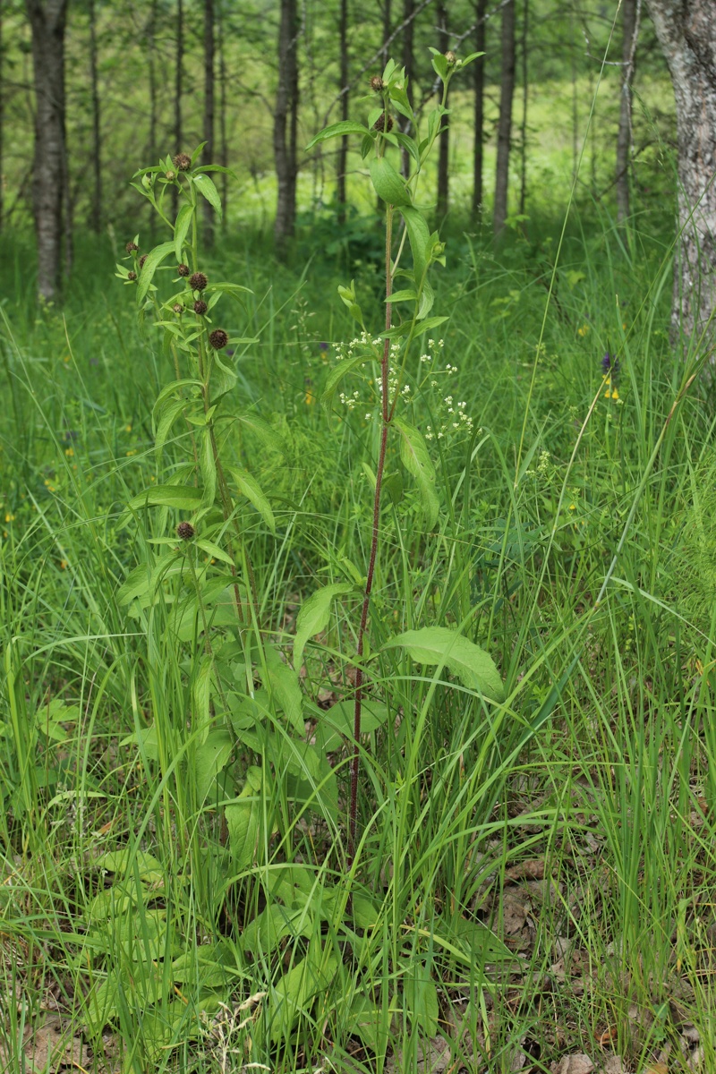 Image of Centaurea phrygia specimen.