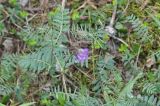 Vicia sosnowskyi