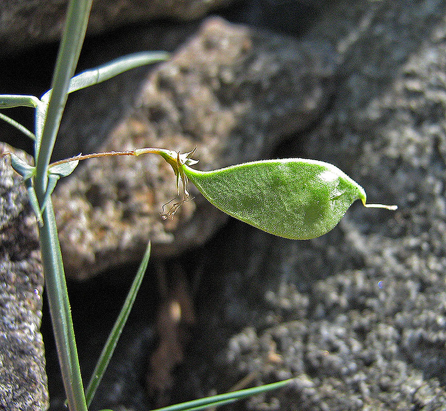 Изображение особи Lathyrus setifolius.