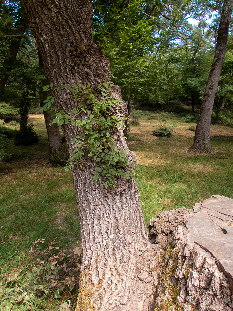 Изображение особи род Fraxinus.