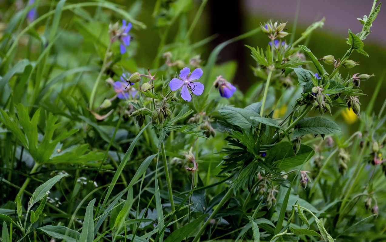 Image of Geranium pratense specimen.