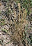 genus Festuca