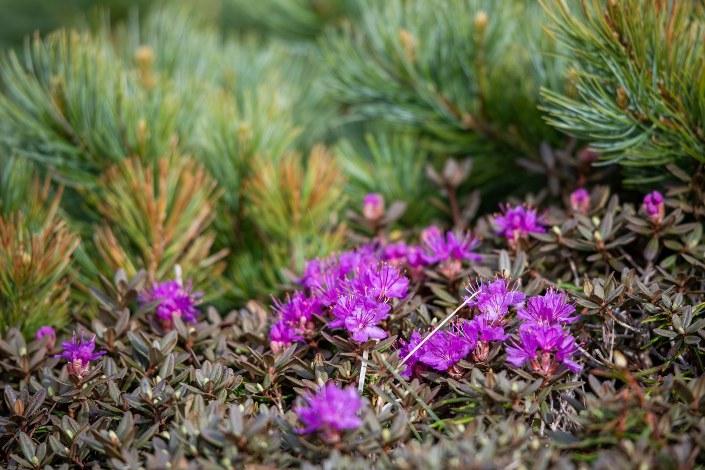Image of Rhododendron parvifolium specimen.
