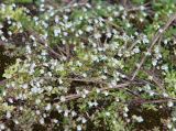 Erophila verna