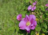 Rosa davurica. Цветок. Приморский край, Шкотовский р-н, пос. Подъяпольск, полынно-кустарниковое сообщество на вершине сопки. 12.06.2021.
