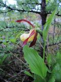 Cypripedium calceolus. Верхушка цветущего растения. Коми, Интинский р-н, Нац. парк \"Югыд Ва\", р. Кожим у переправы, правый крутой берег. 01.07.2010.