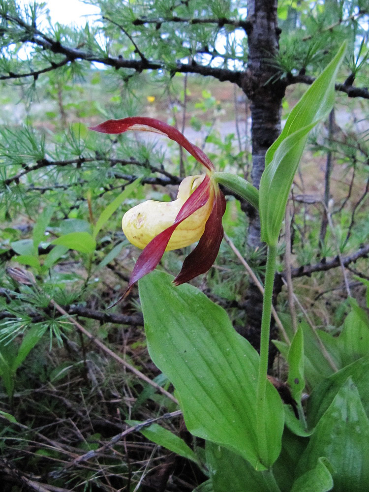 Изображение особи Cypripedium calceolus.