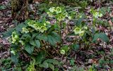 Helleborus caucasicus