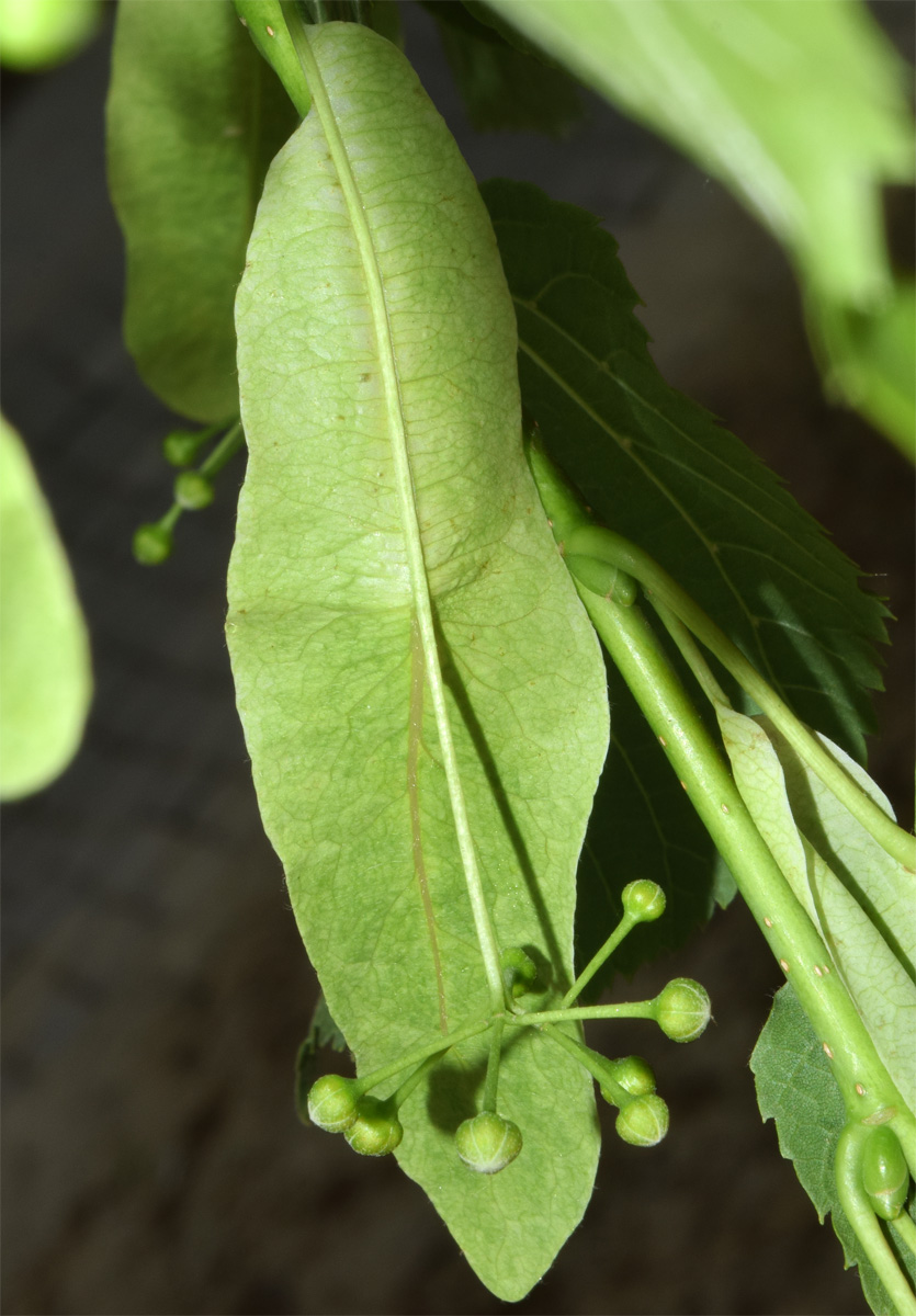 Image of Tilia platyphyllos specimen.