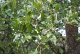 Pyrus × georgica