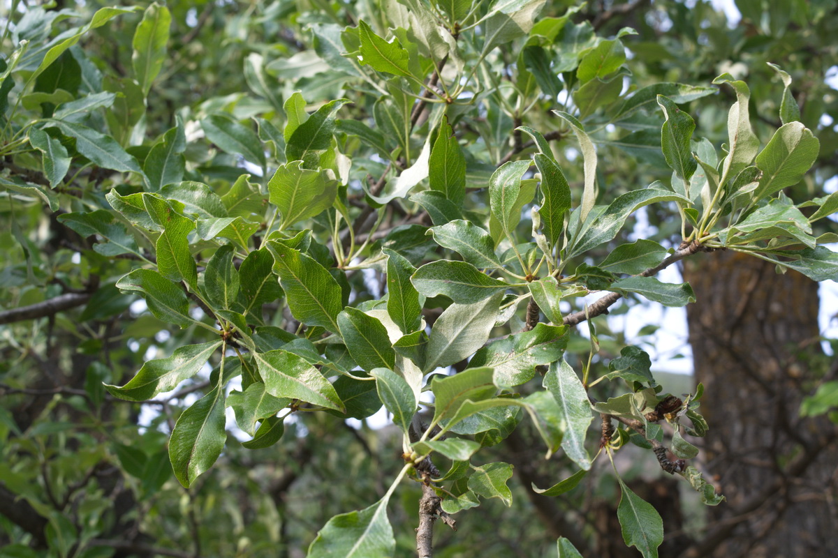 Image of Pyrus × georgica specimen.