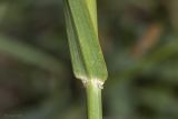 View full-size image Hordeum bulbosum