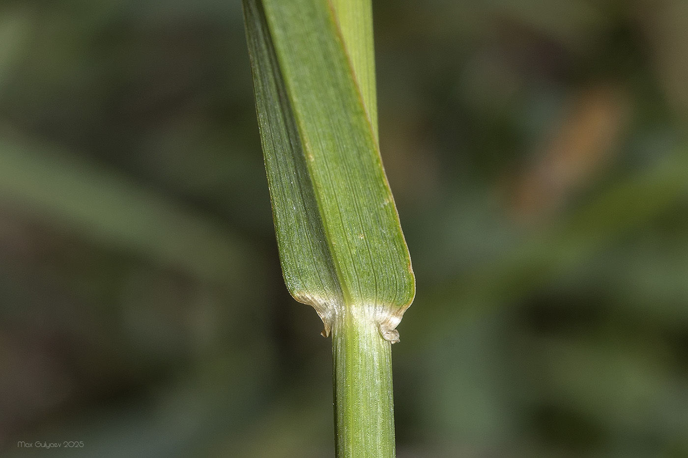 Image of Hordeum bulbosum specimen.