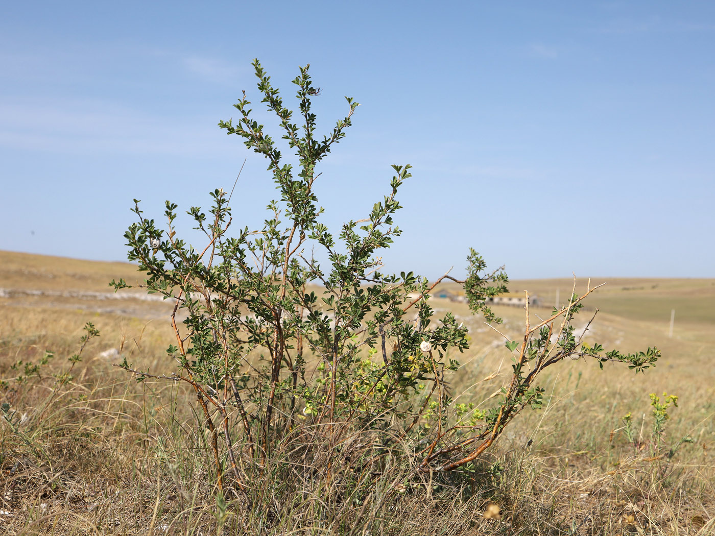Image of Caragana frutex specimen.