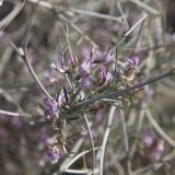 Astragalus ammodendron