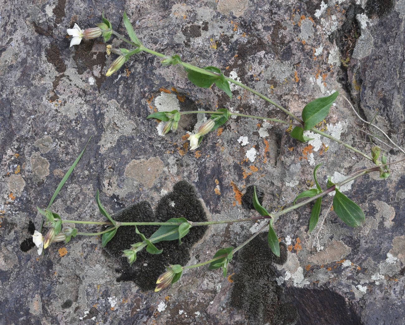 Image of genus Melandrium specimen.