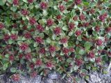 Thymus seravschanicus