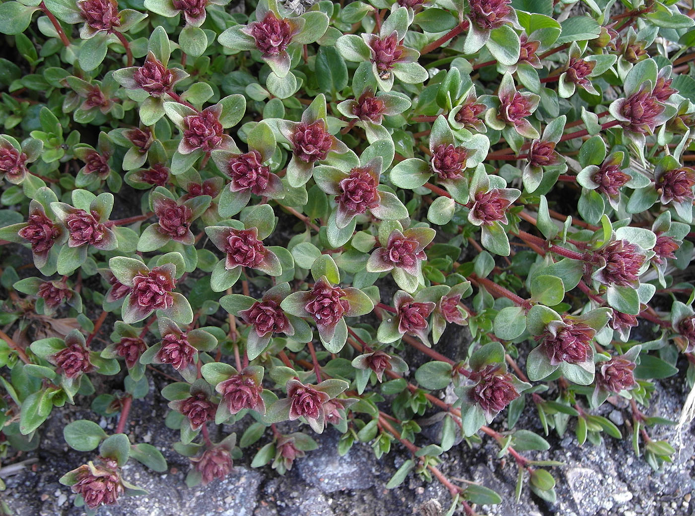 Image of Thymus seravschanicus specimen.