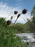 Carex popovii. Верхушки отцветающих побегов. Казахстан, Жамбылская обл., Жуалынский р-н, запов. \"Аксу-Джабаглы\"; Таласский Алатау, ущ. Коксай, ≈ 2200 м н.у.м., берег речки. 1 июня 2025 г.