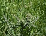 genus Carduus