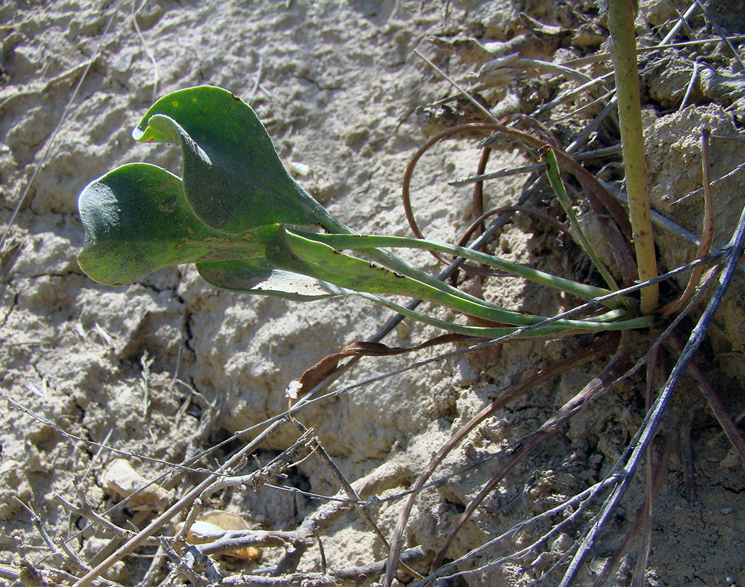 Image of Limonium narynense specimen.