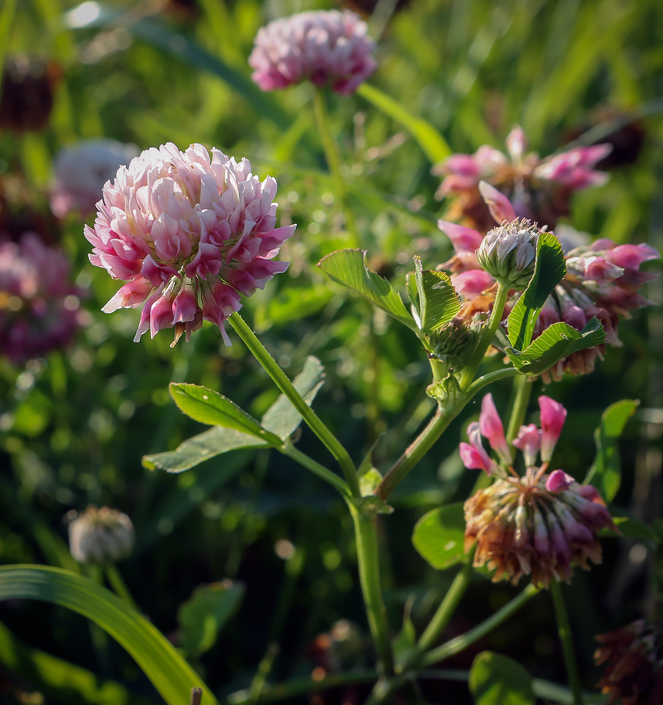 Изображение особи Trifolium hybridum.